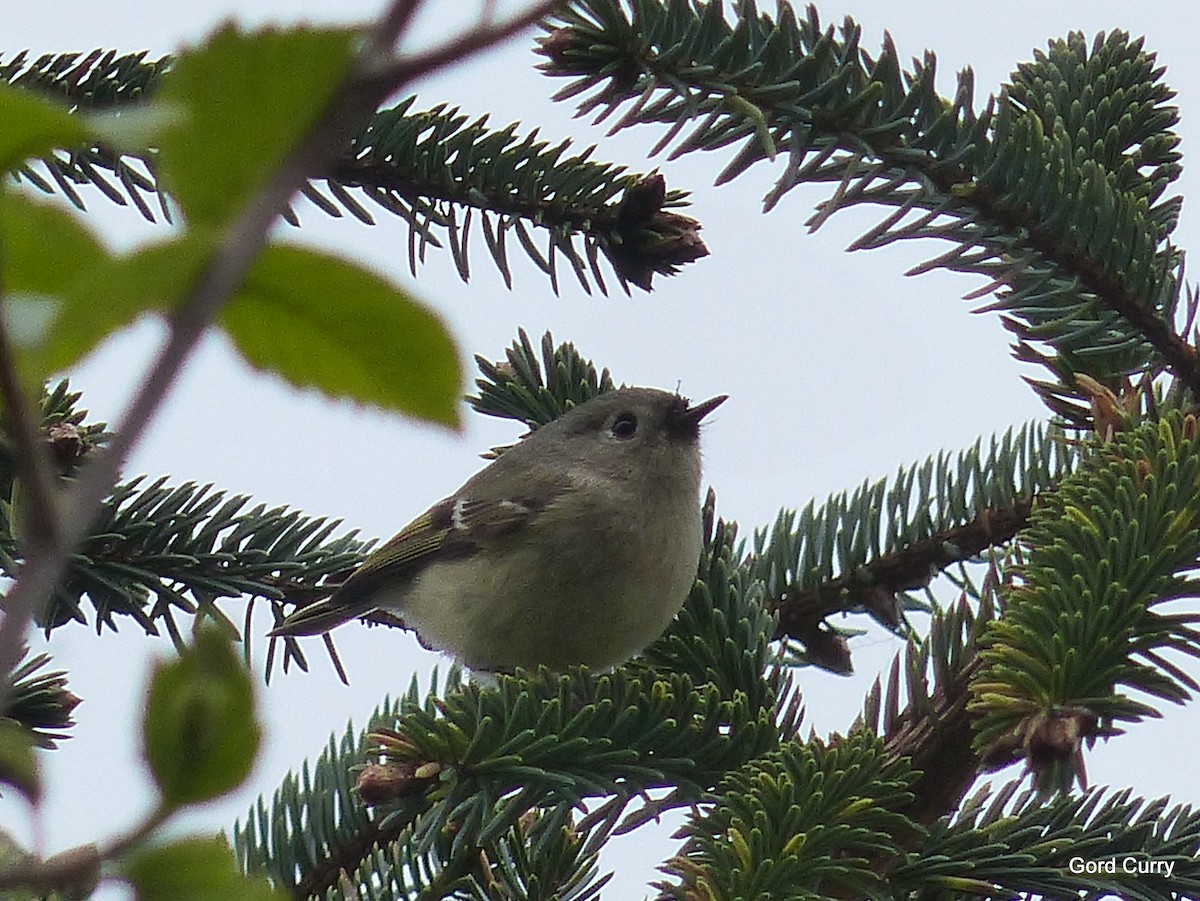 Ruby-crowned Kinglet - Gordon Curry