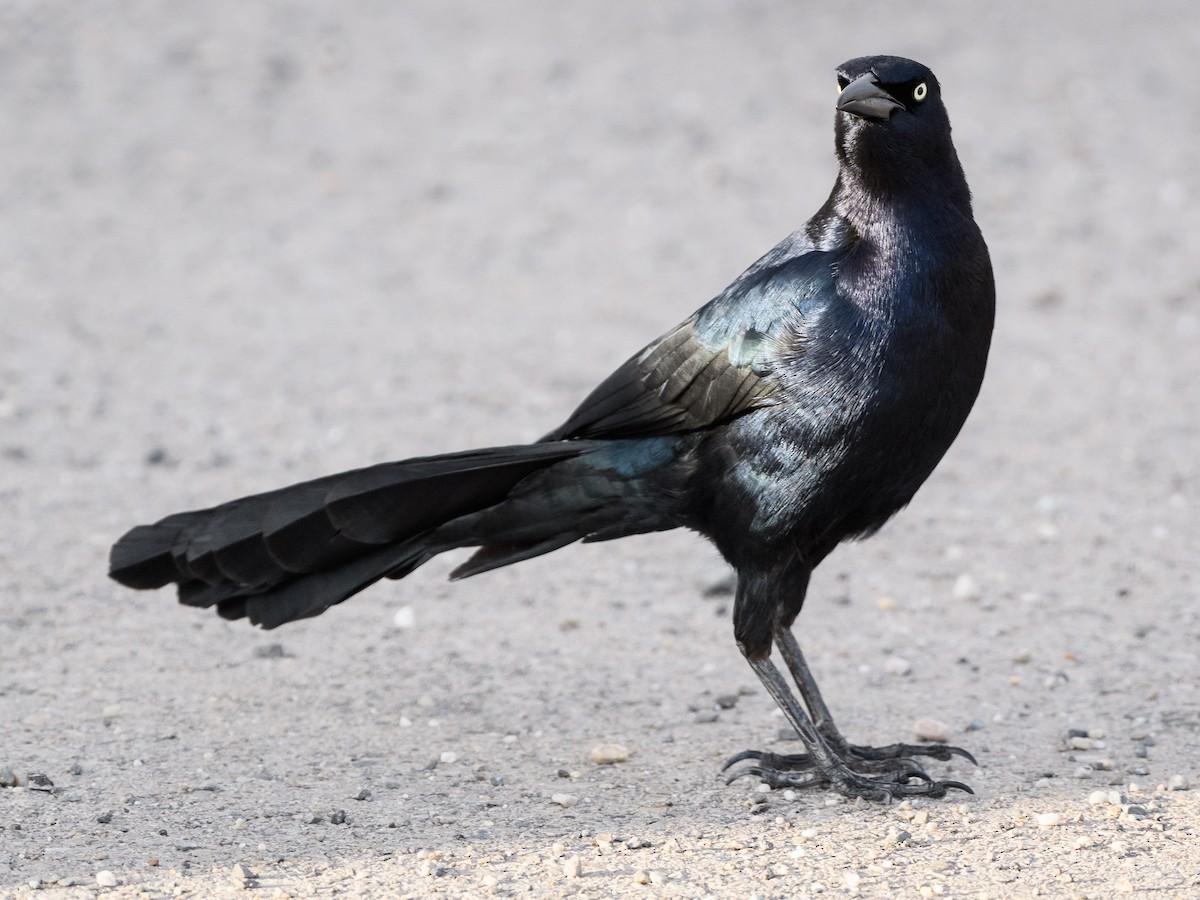 Great-tailed Grackle - ML152758711
