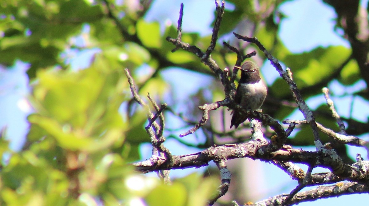 Black-chinned Hummingbird - ML152758741