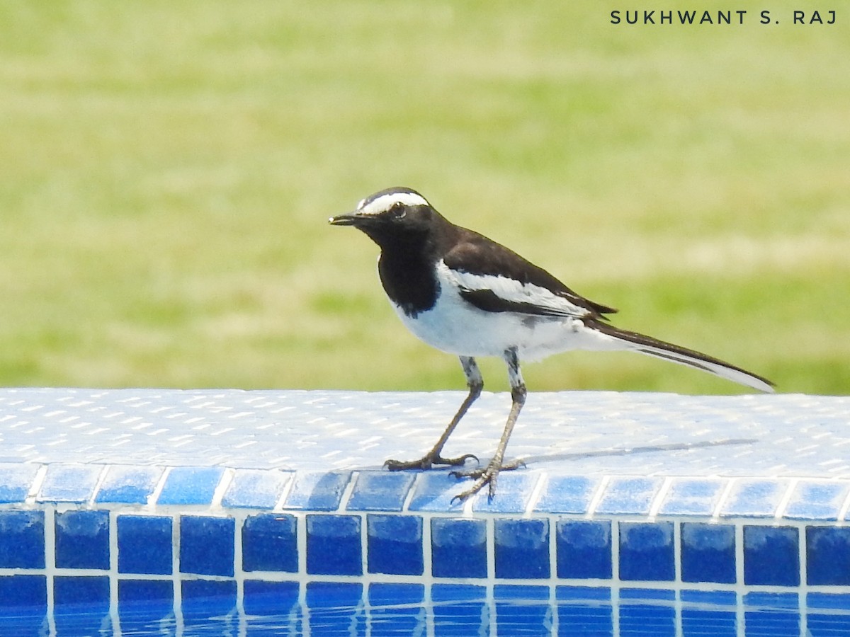 White-browed Wagtail - ML152758791