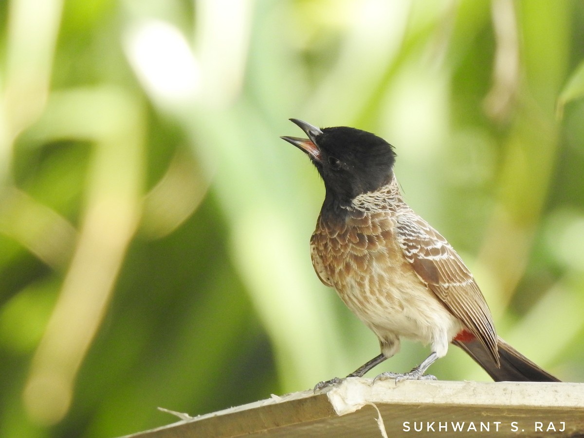 Red-vented Bulbul - ML152758941