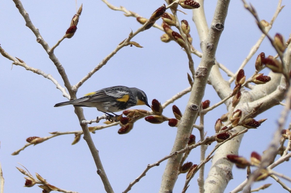 Yellow-rumped Warbler (Myrtle x Audubon's) - Sarah Spotten