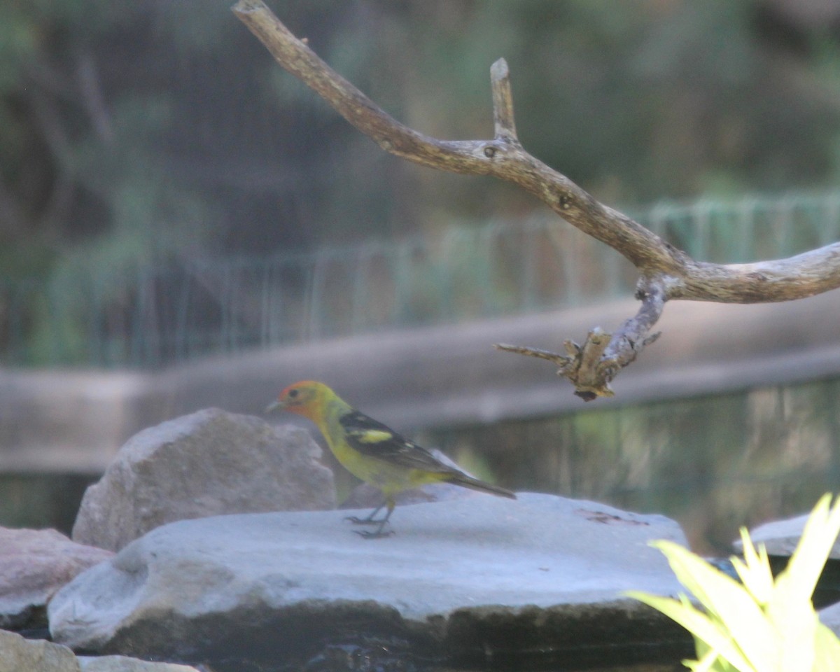 Western Tanager - ML152759081