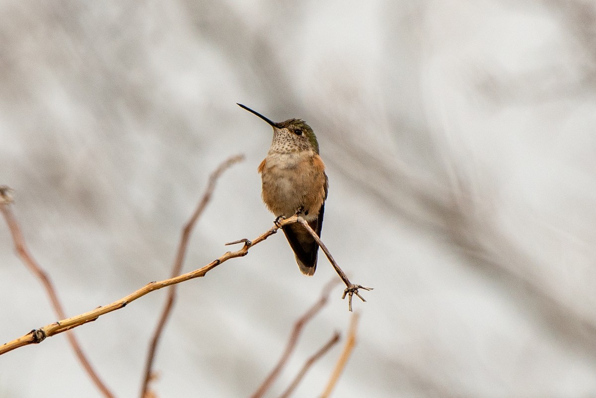 Broad-tailed Hummingbird - Jeff Langford