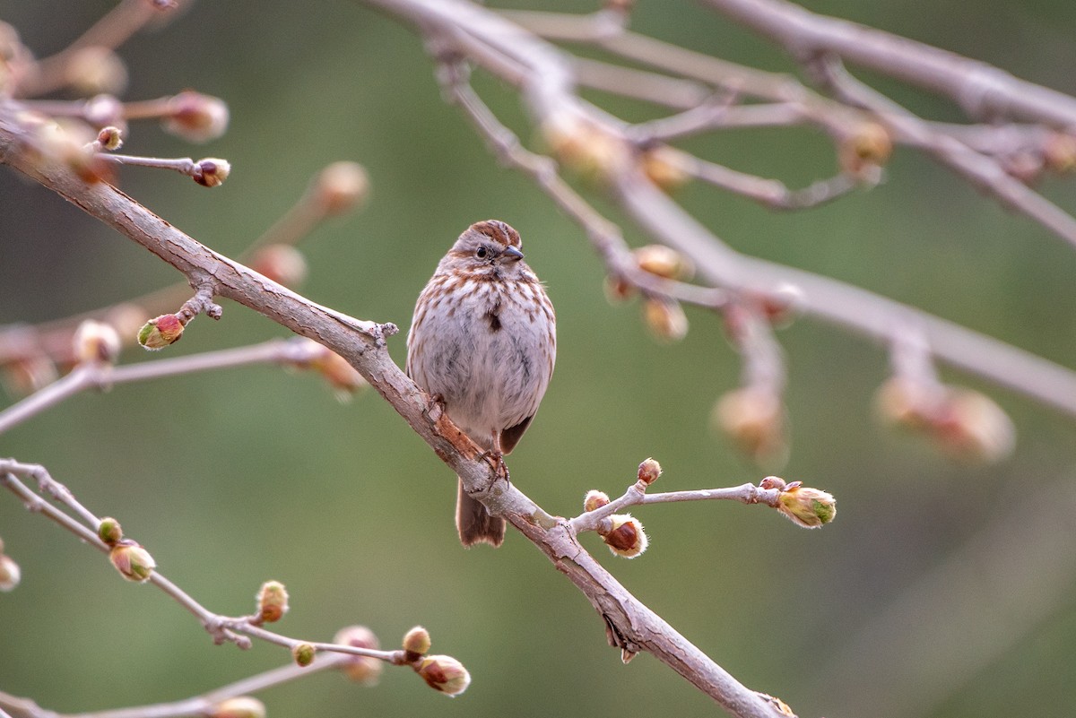Song Sparrow - Jeff Langford