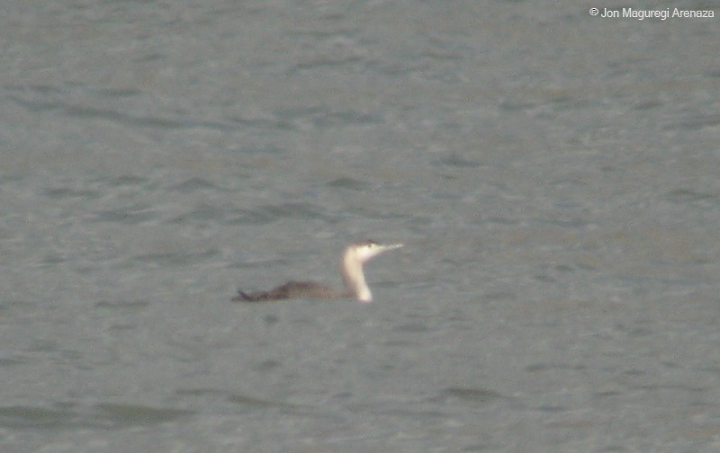 Red-throated Loon - ML152759541