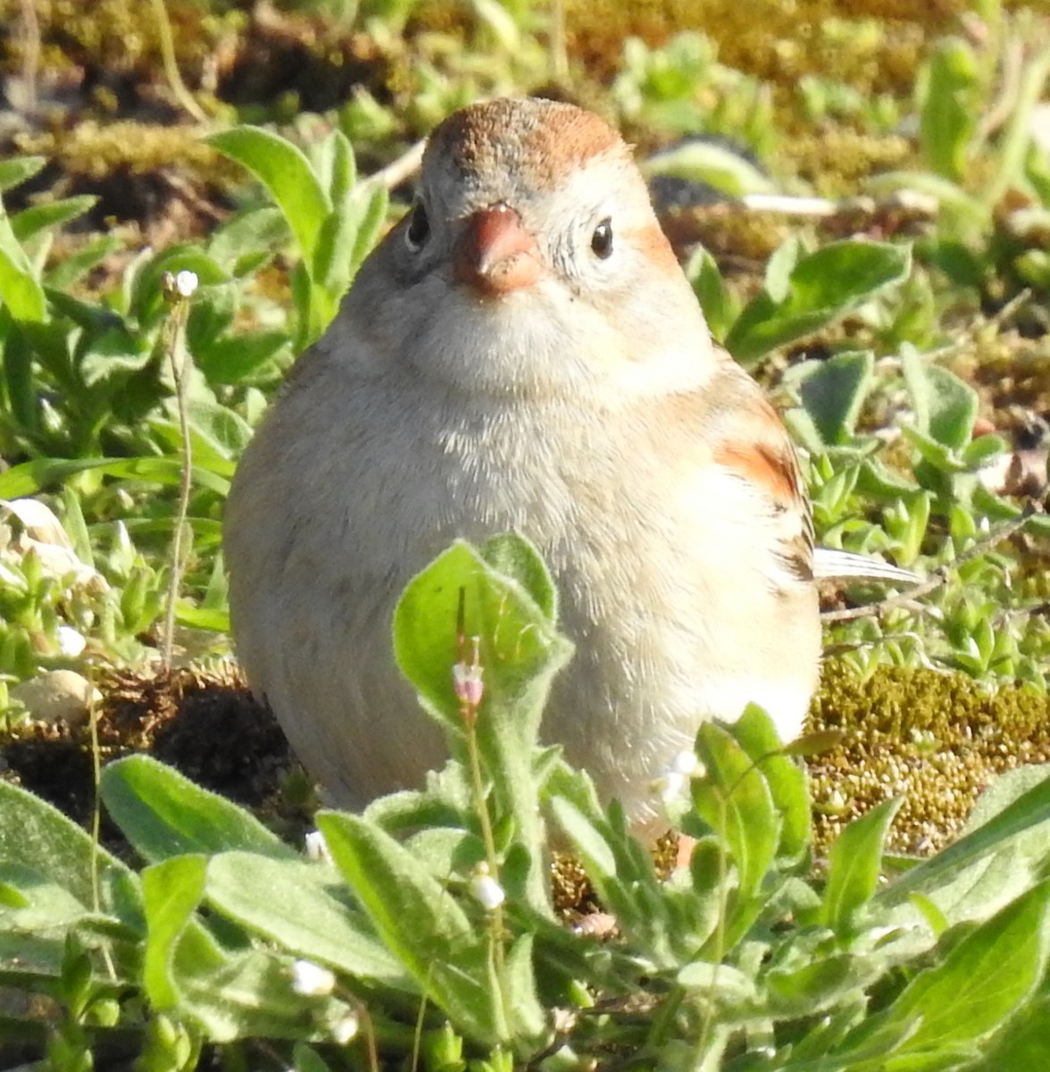 Field Sparrow - James Markham