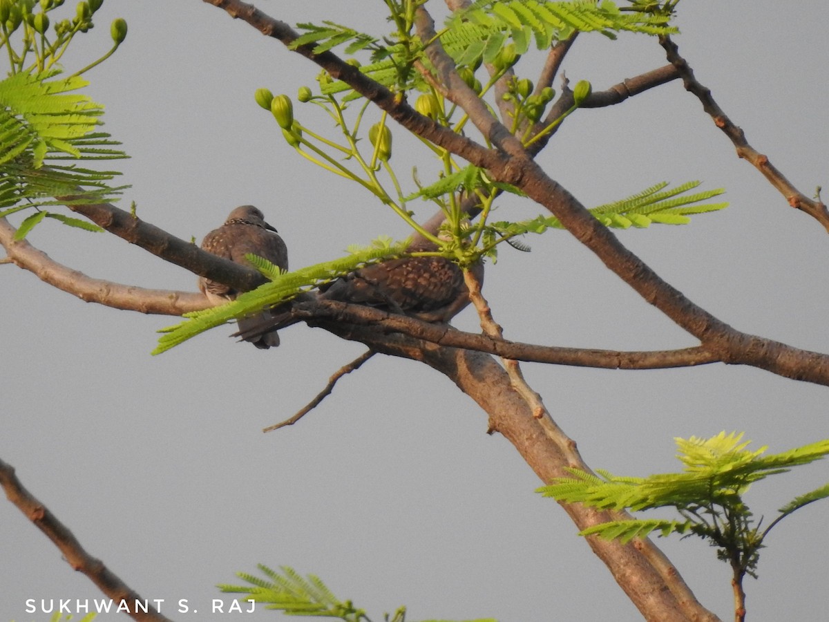 Spotted Dove - ML152759831