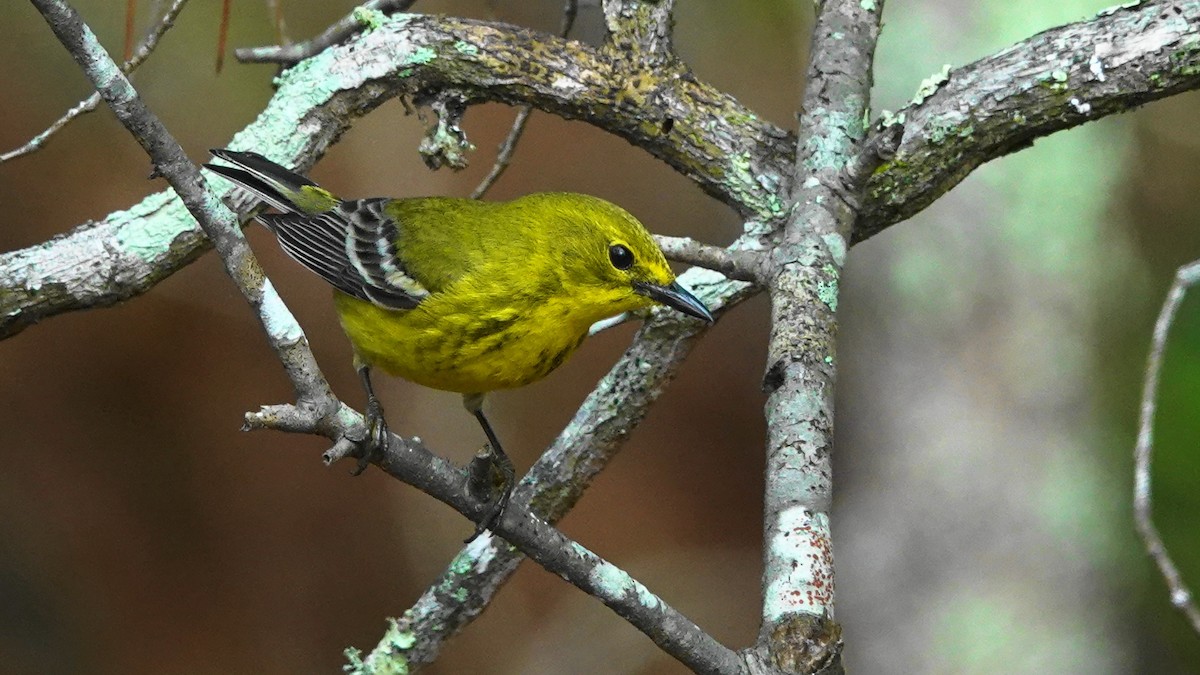Pine Warbler - Barry Day