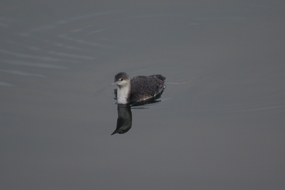 Red-throated Loon - ML152760041