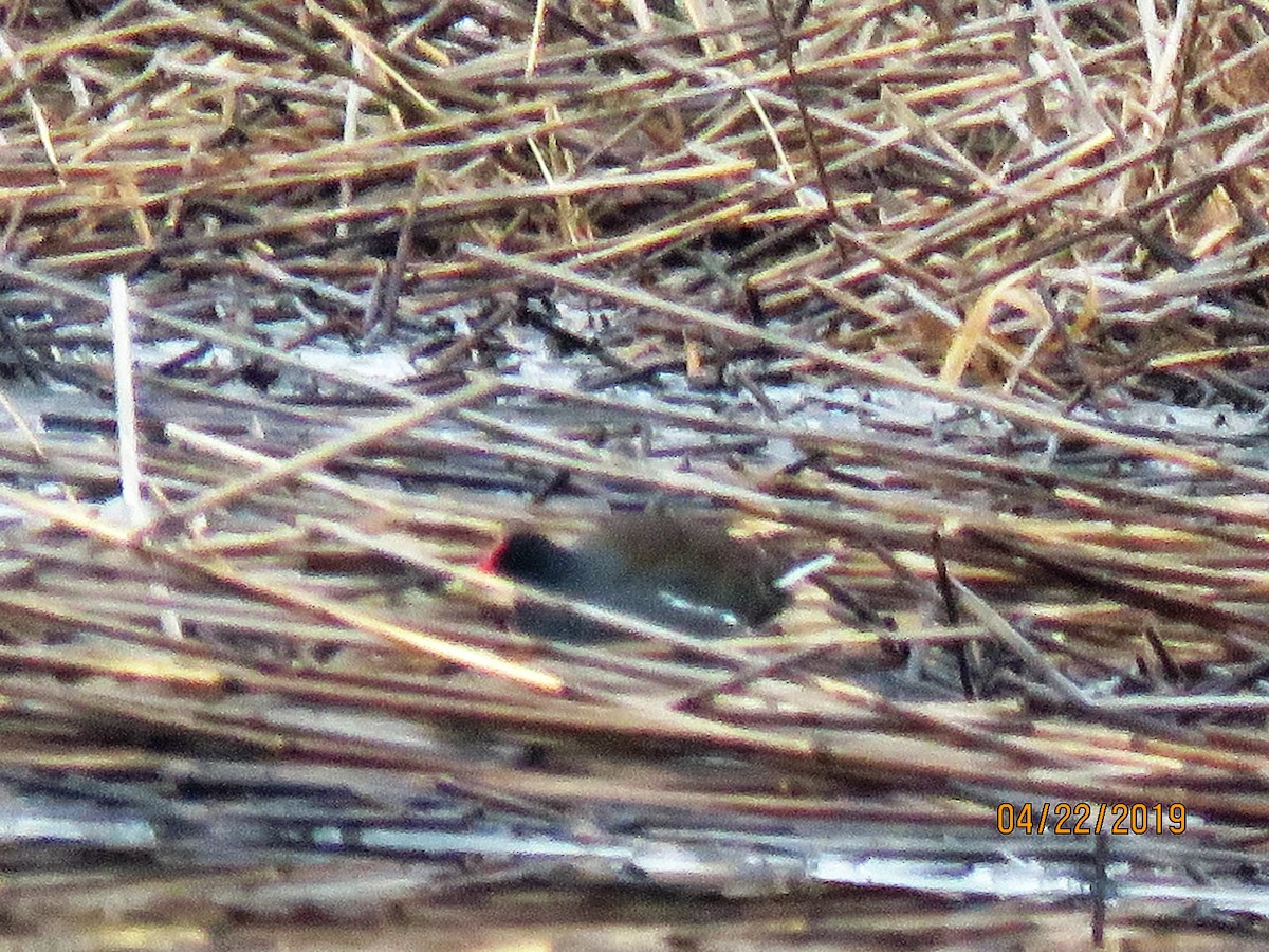 Common Gallinule - dave chase