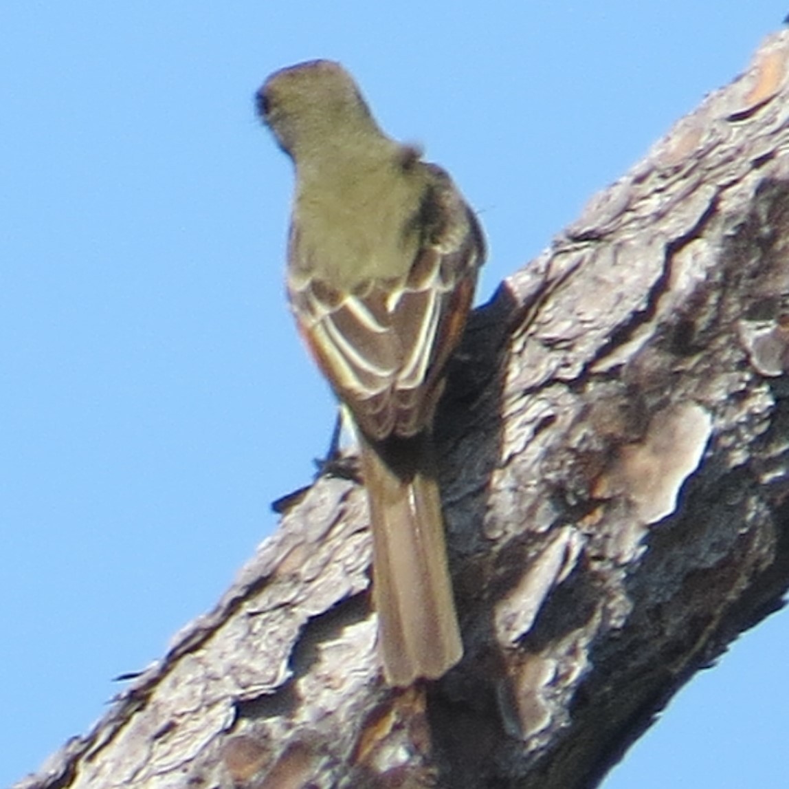 Great Crested Flycatcher - Leilani York