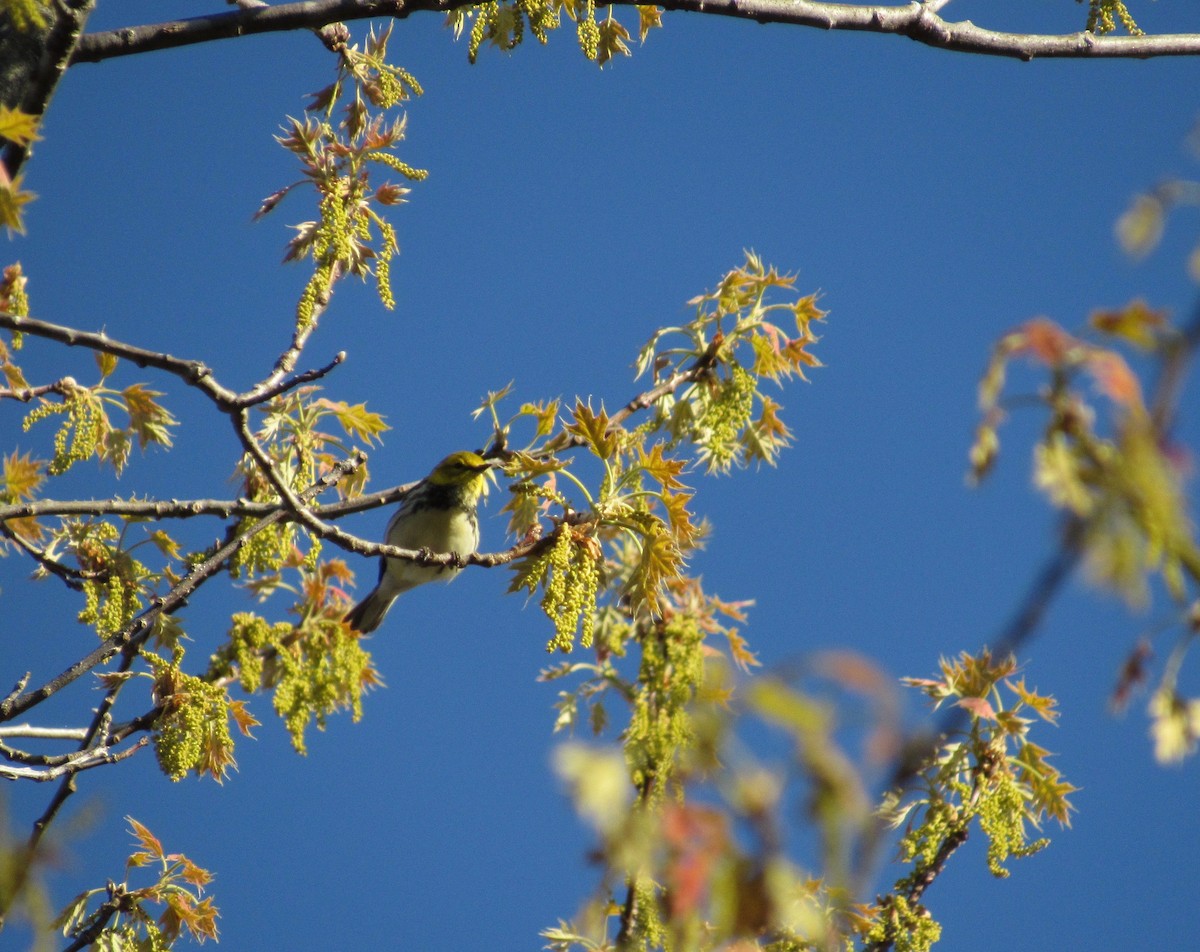Black-throated Green Warbler - Garrett Rhyne