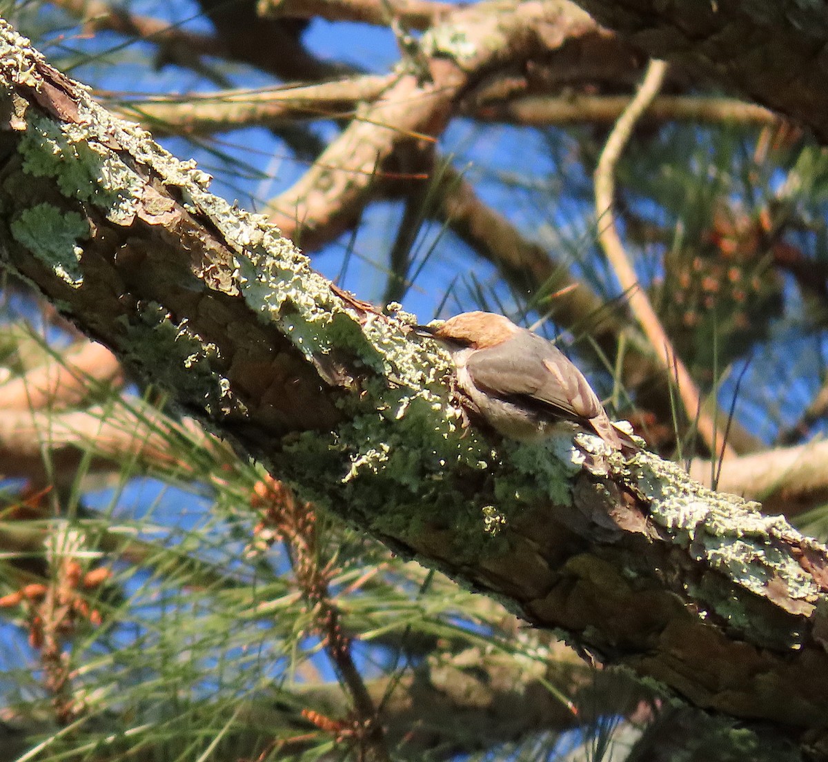 Brown-headed Nuthatch - Lori White