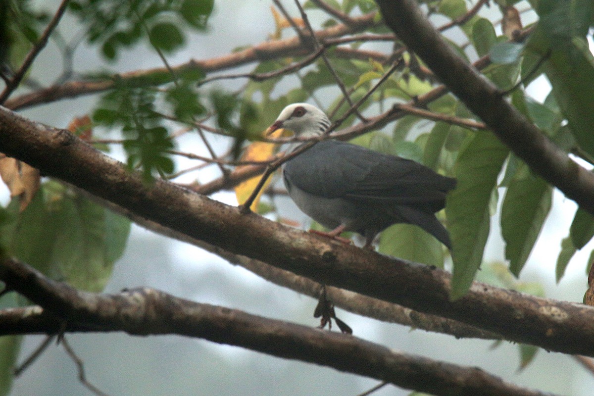 Andaman Wood-Pigeon - S S Suresh