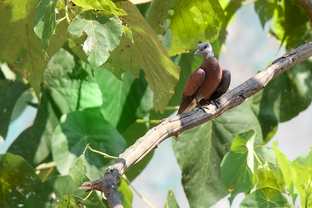 Red Collared-Dove - S S Suresh