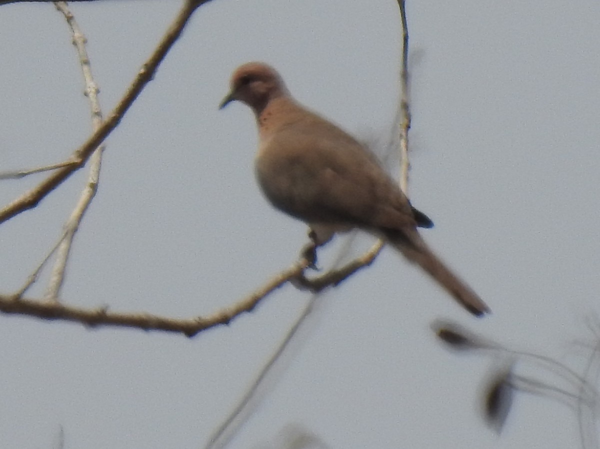 Laughing Dove - ML152761161