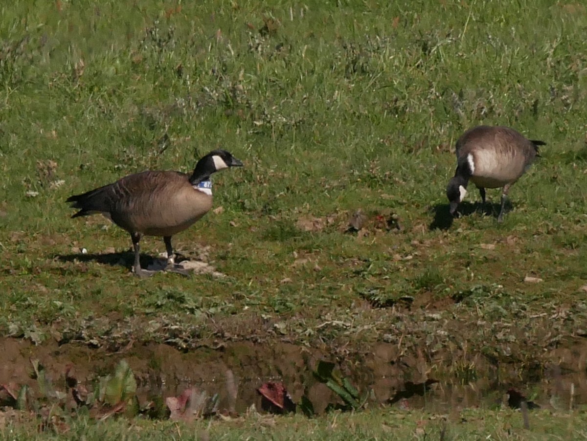 Cackling Goose (Aleutian) - ML152761241