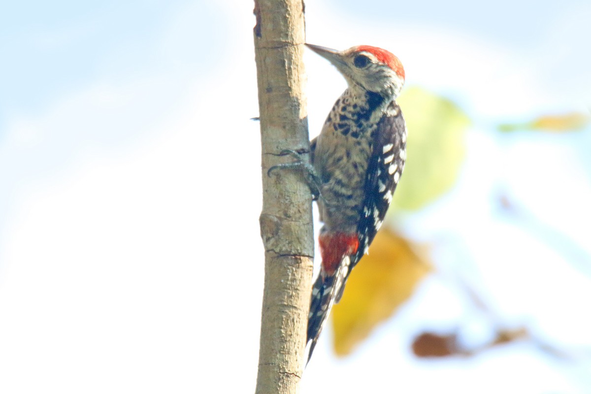 Freckle-breasted Woodpecker - S S Suresh
