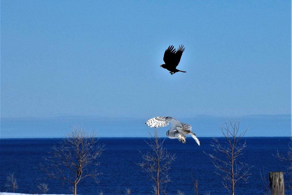 Snowy Owl - Études des populations  d'oiseaux du Québec