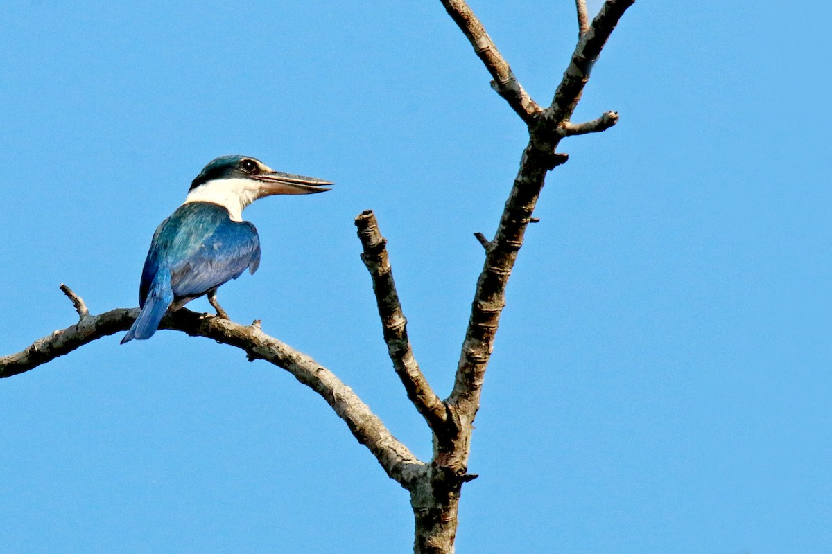 Collared Kingfisher - S S Suresh