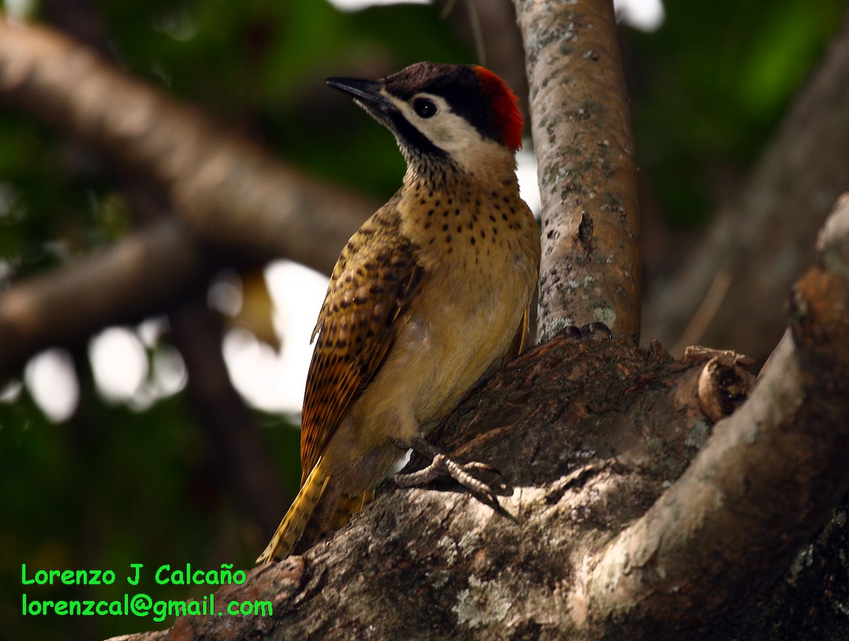 Spot-breasted Woodpecker - Lorenzo Calcaño