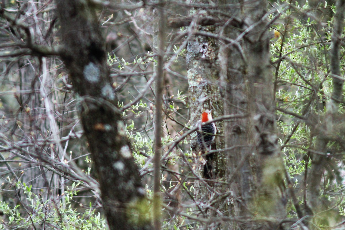 Red-bellied Woodpecker - Tonia Jordan