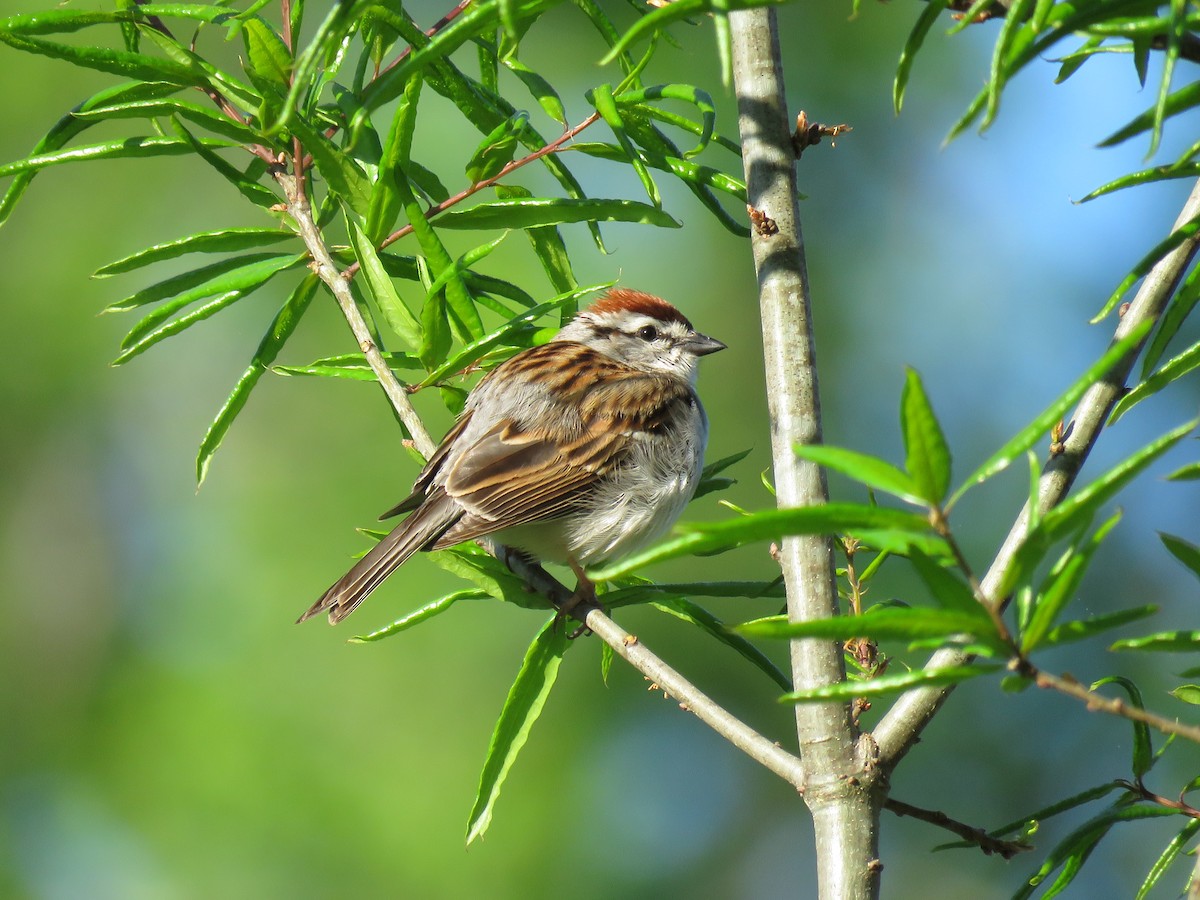 Chipping Sparrow - Mark Goodwin