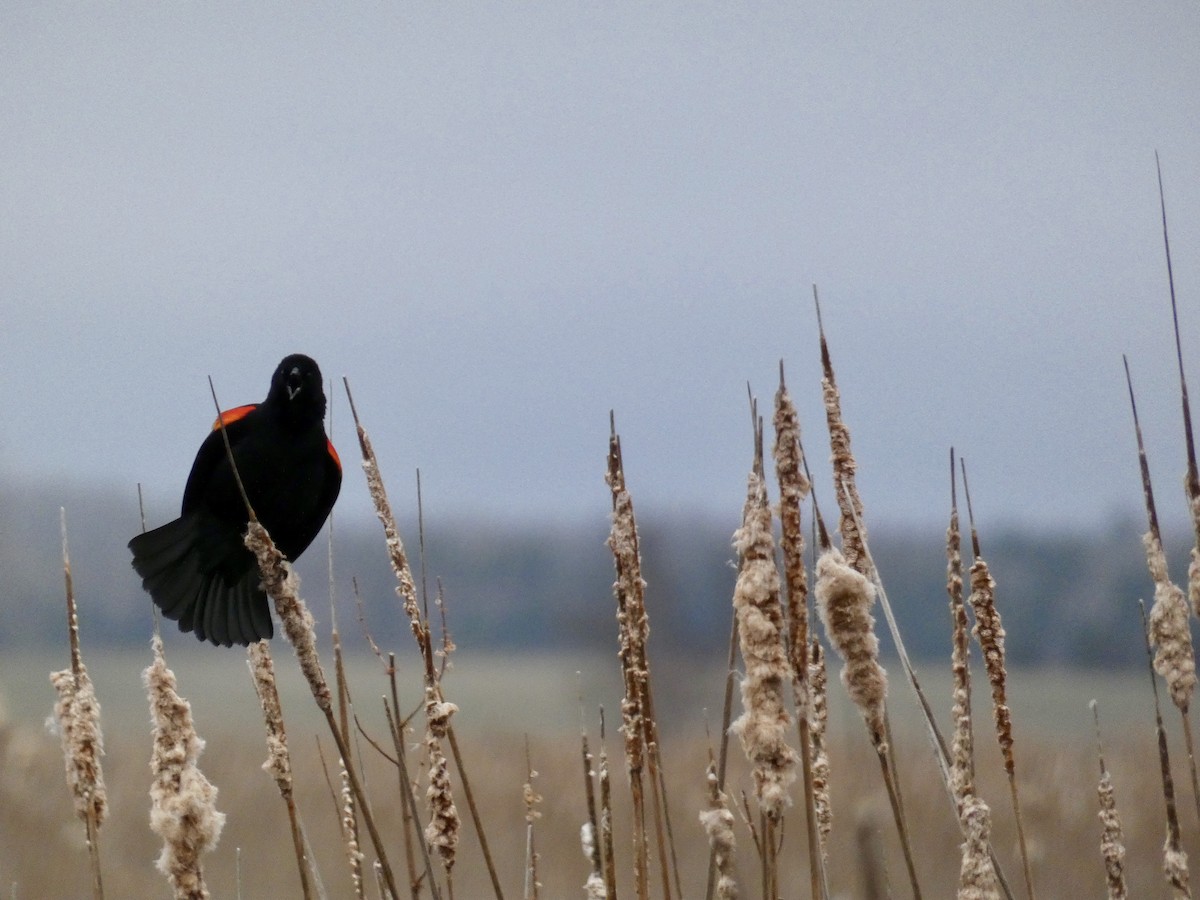 Red-winged Blackbird - Neil Vinson