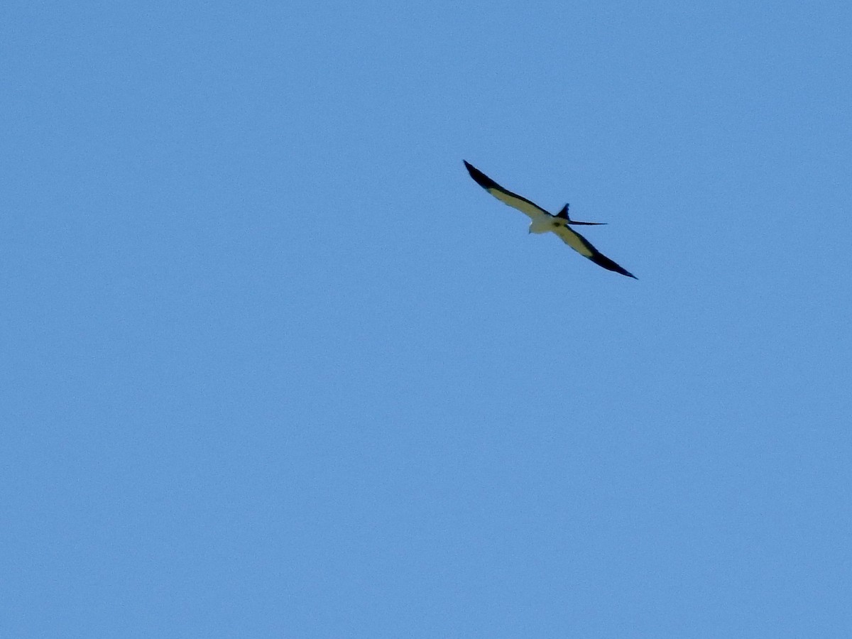 Swallow-tailed Kite - Mark W11 Kulstad