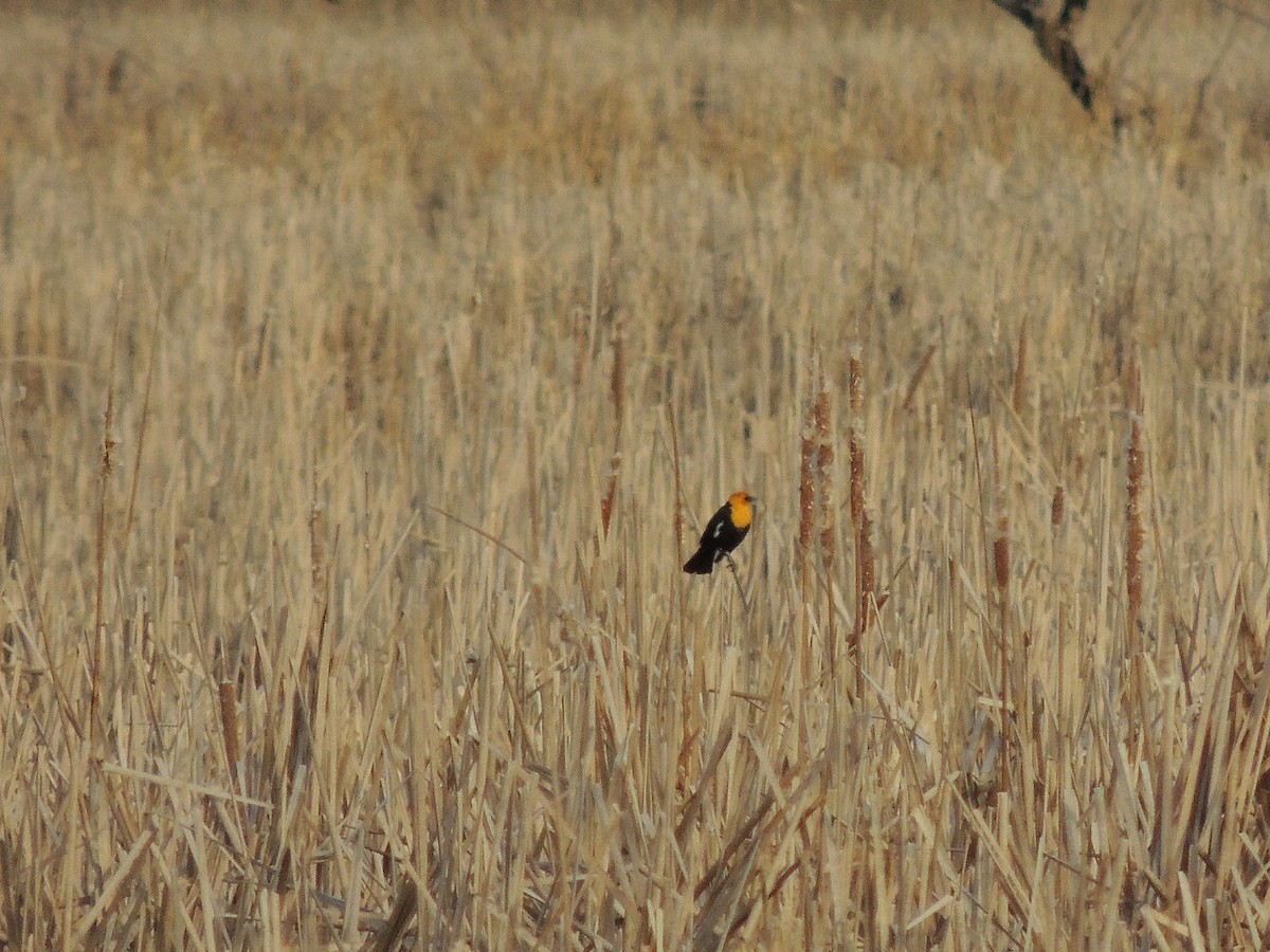 Yellow-headed Blackbird - Doug Stratton