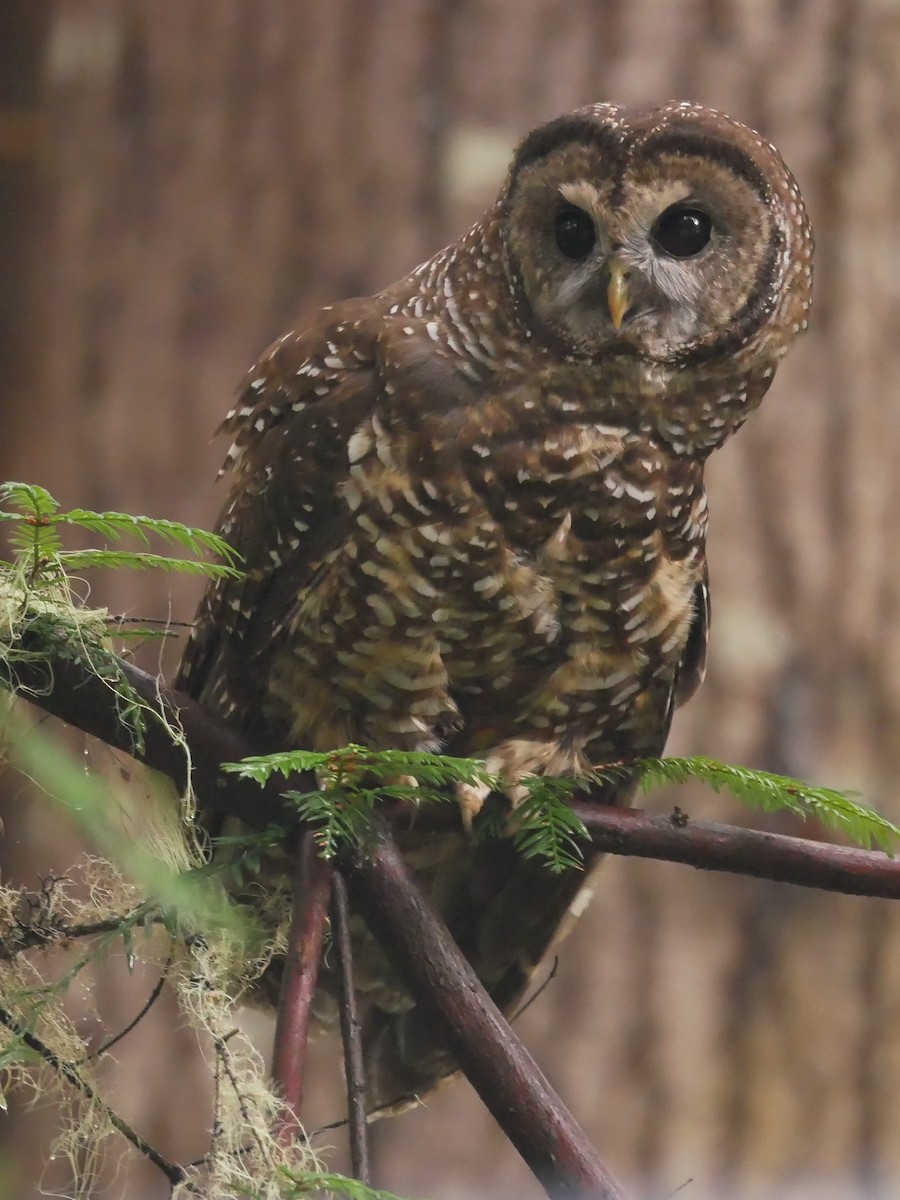 Spotted Owl - Chris Wills