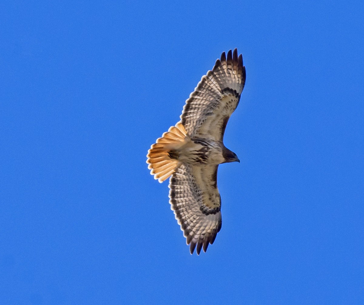 Red-tailed Hawk - Mark  Herbert