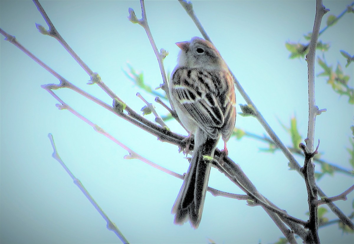 Field Sparrow - Fred Kachmarik