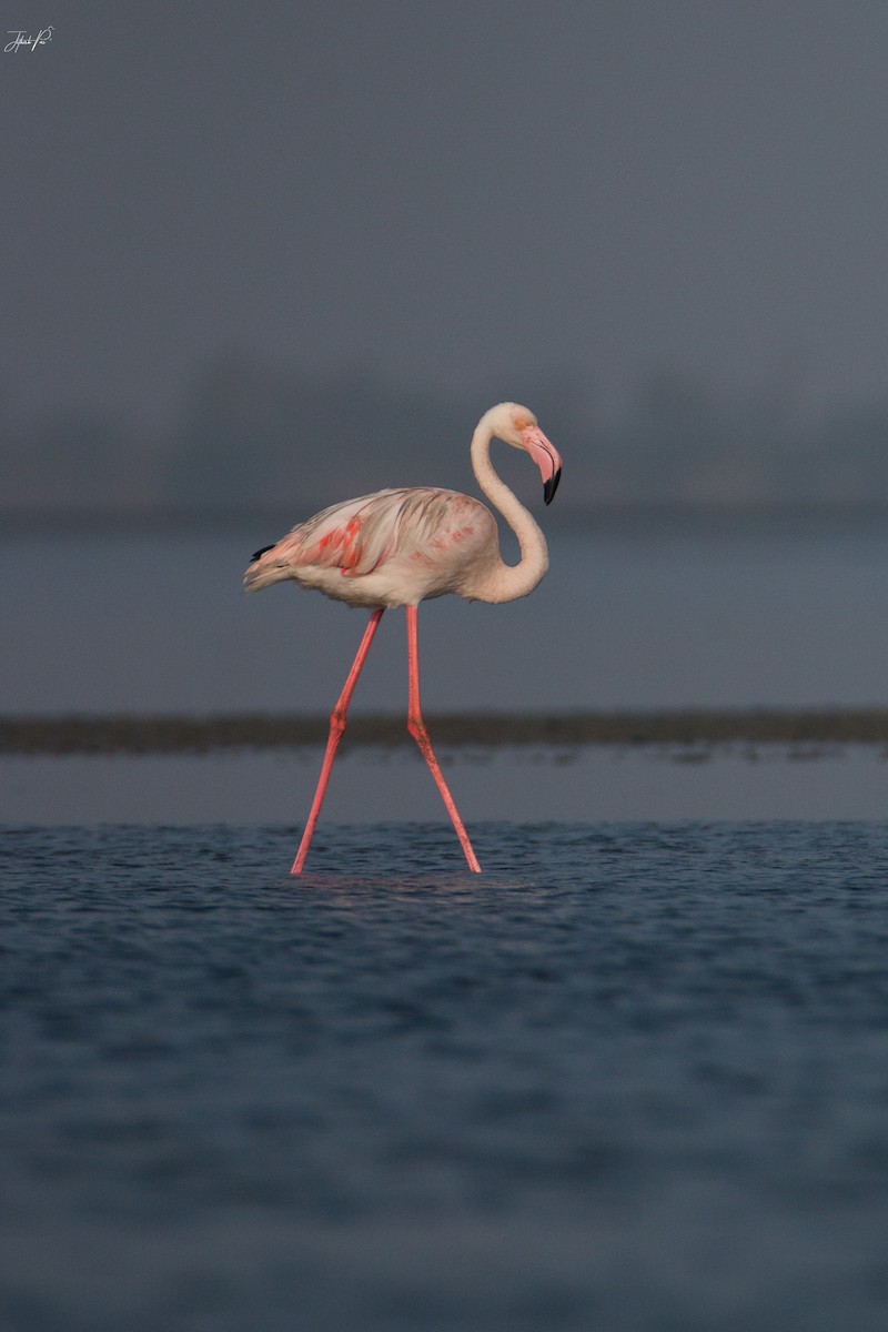 Greater Flamingo - ML152763771