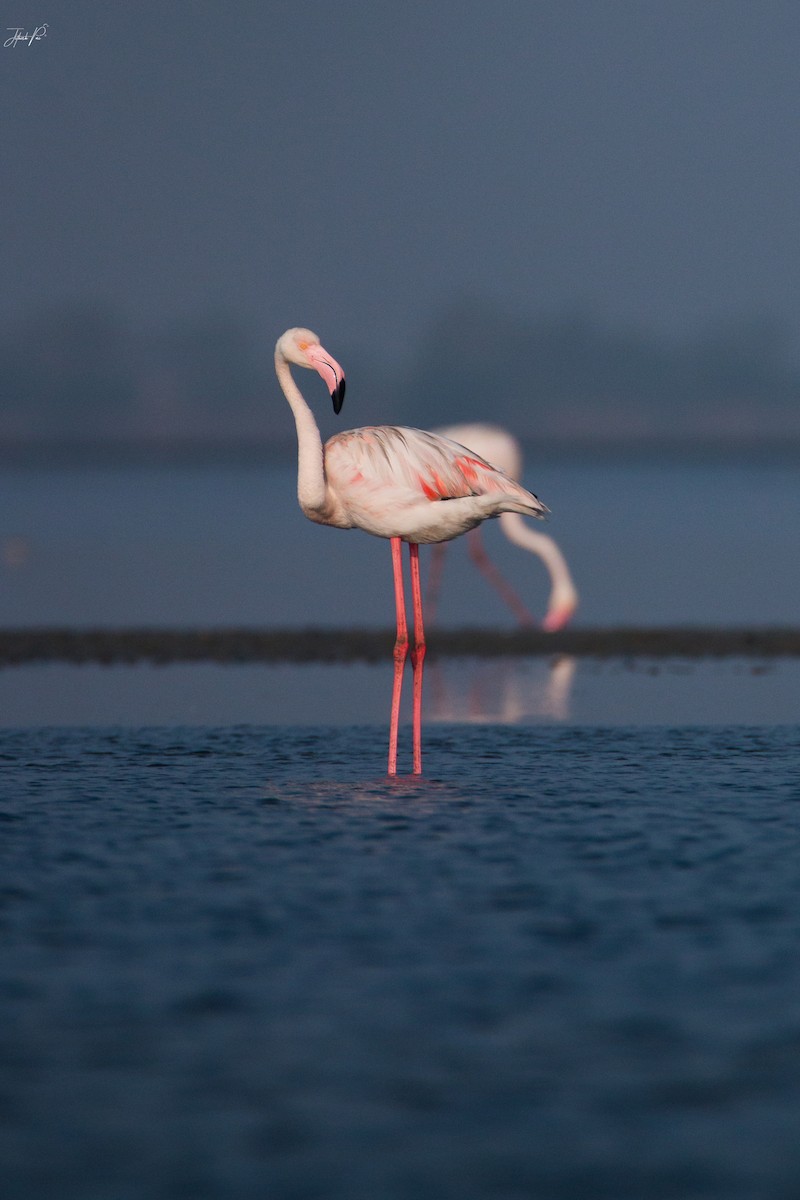Greater Flamingo - jithesh pai