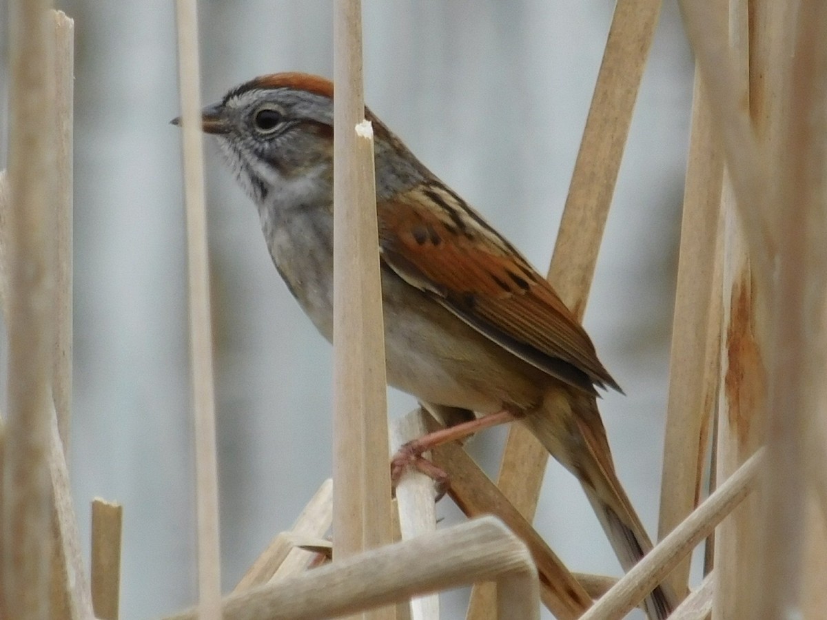 Swamp Sparrow - Thomas Mudd