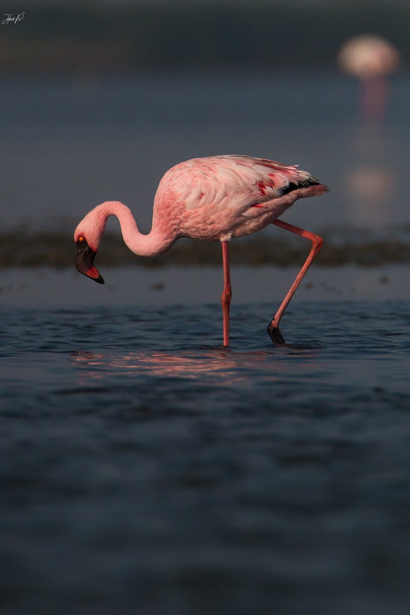 Lesser Flamingo - ML152764131