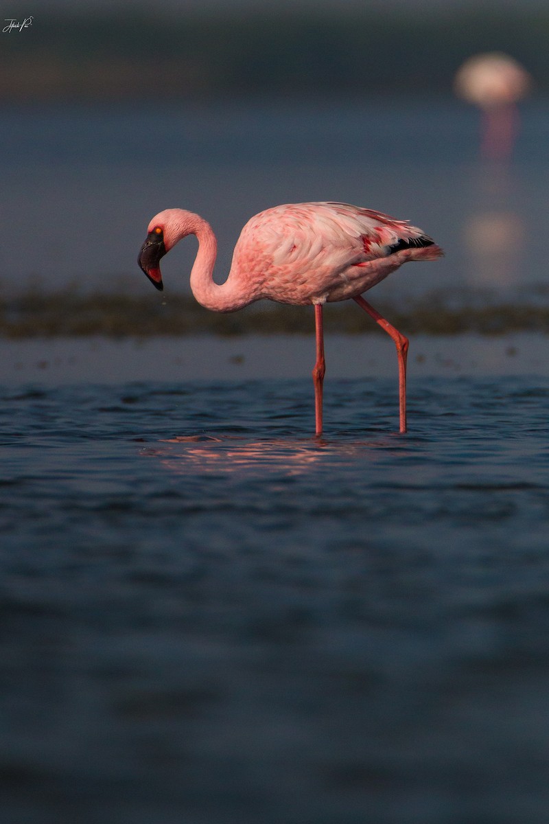 Lesser Flamingo - ML152764141