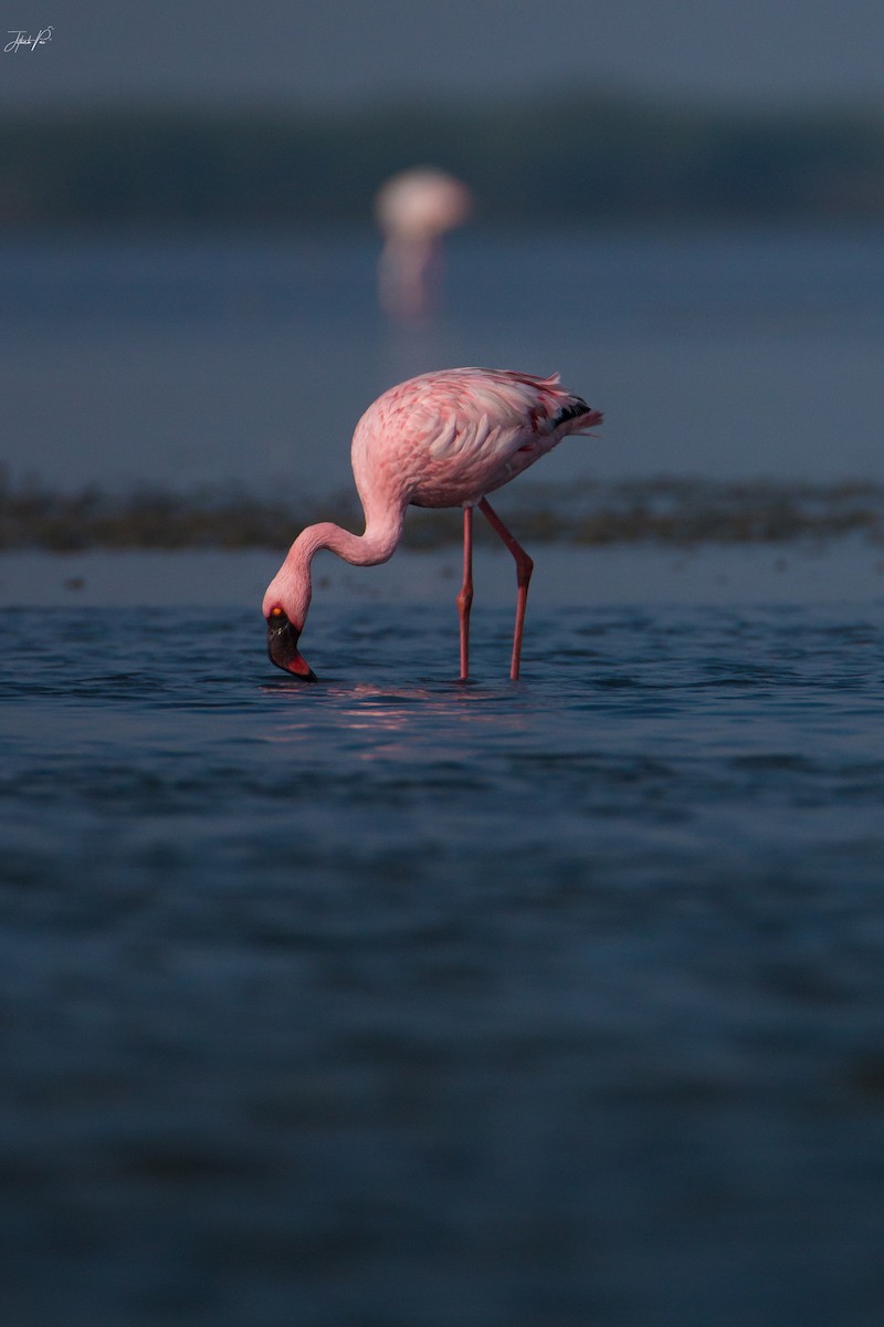 Lesser Flamingo - ML152764151