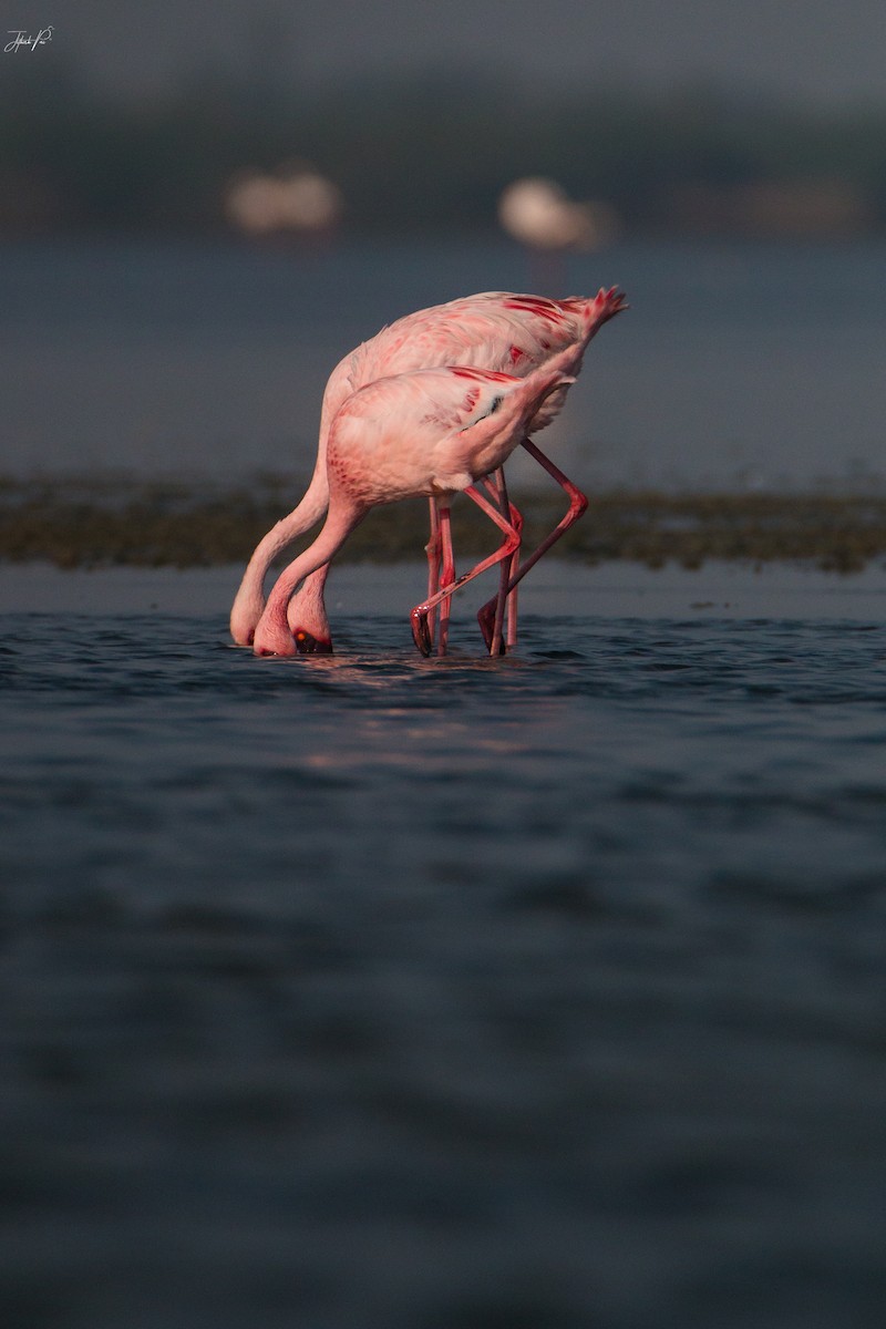 Küçük Flamingo - ML152764161