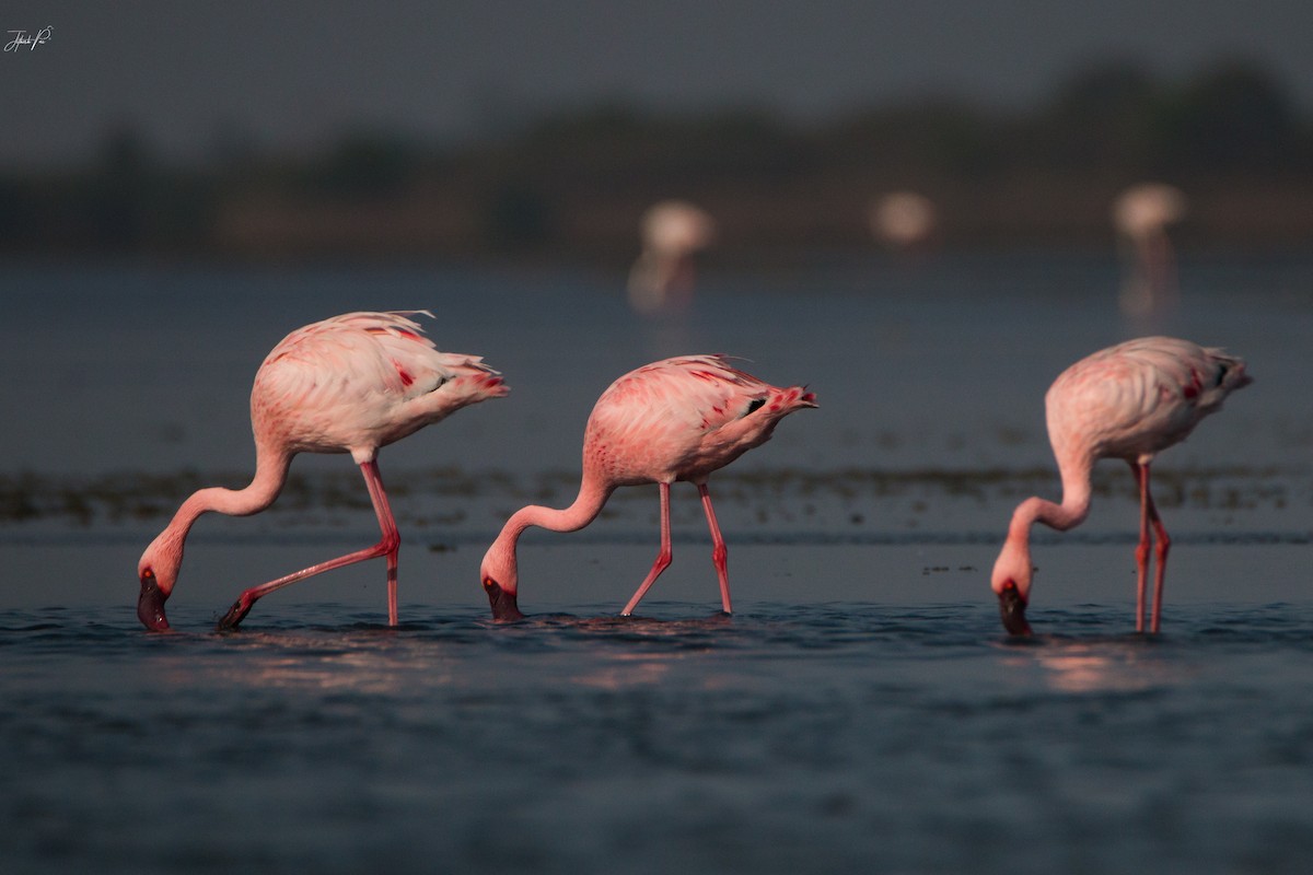 Lesser Flamingo - jithesh pai