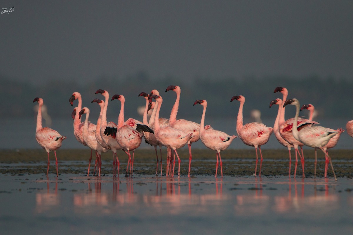 Lesser Flamingo - jithesh pai