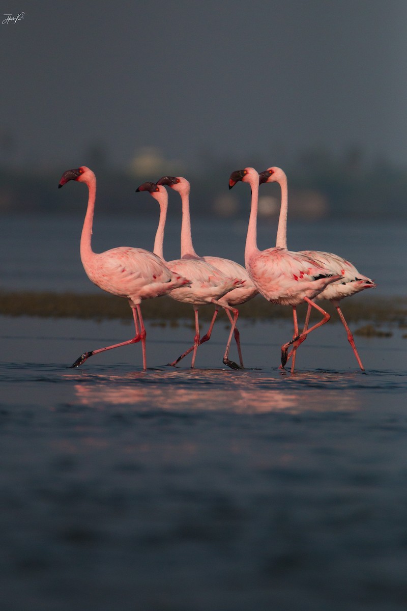 Lesser Flamingo - ML152764251