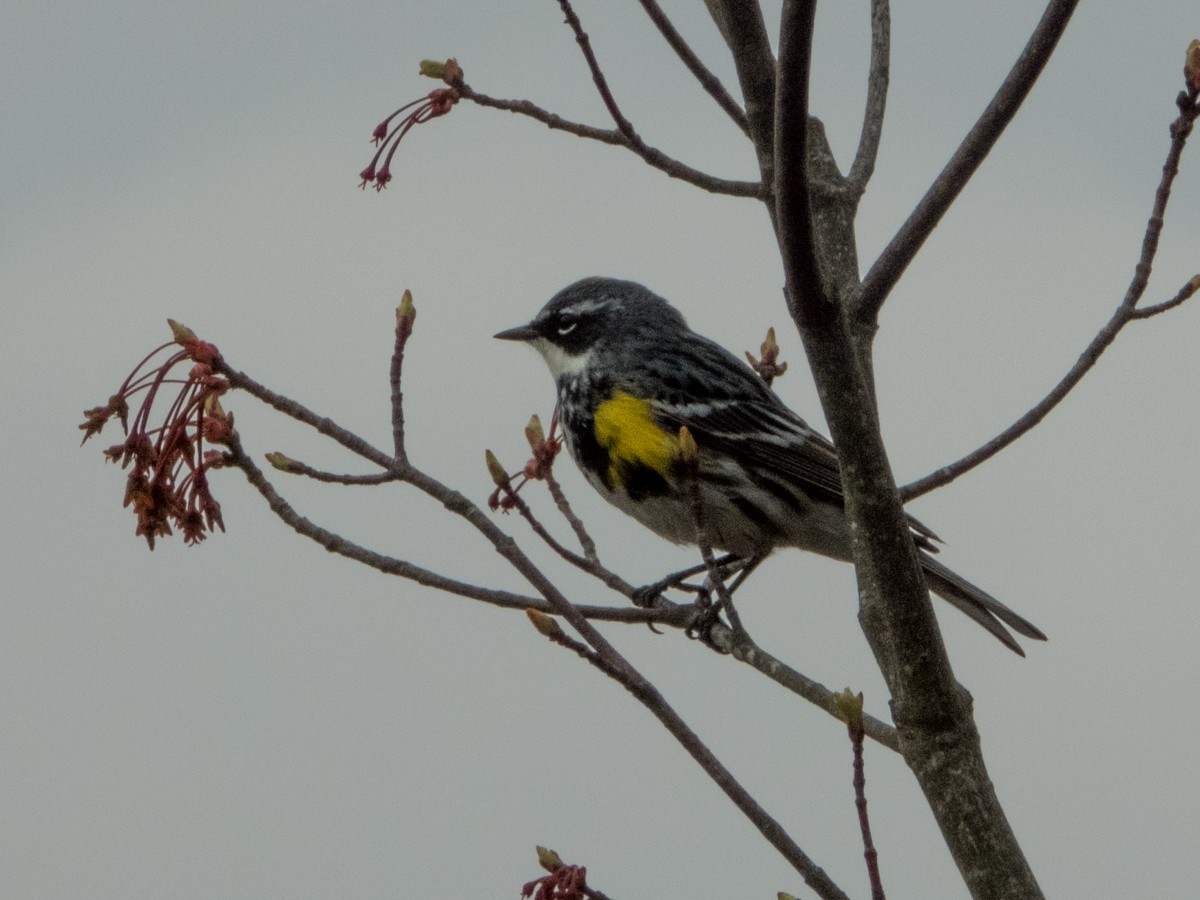 Yellow-rumped Warbler (Myrtle) - M. Pierre-Louis