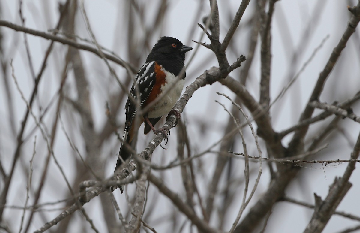 Spotted Towhee - ML152767741