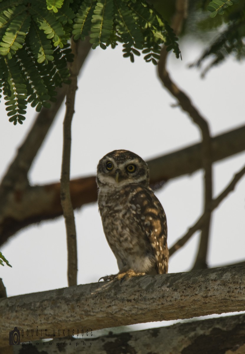 Spotted Owlet - joydip mukherjee