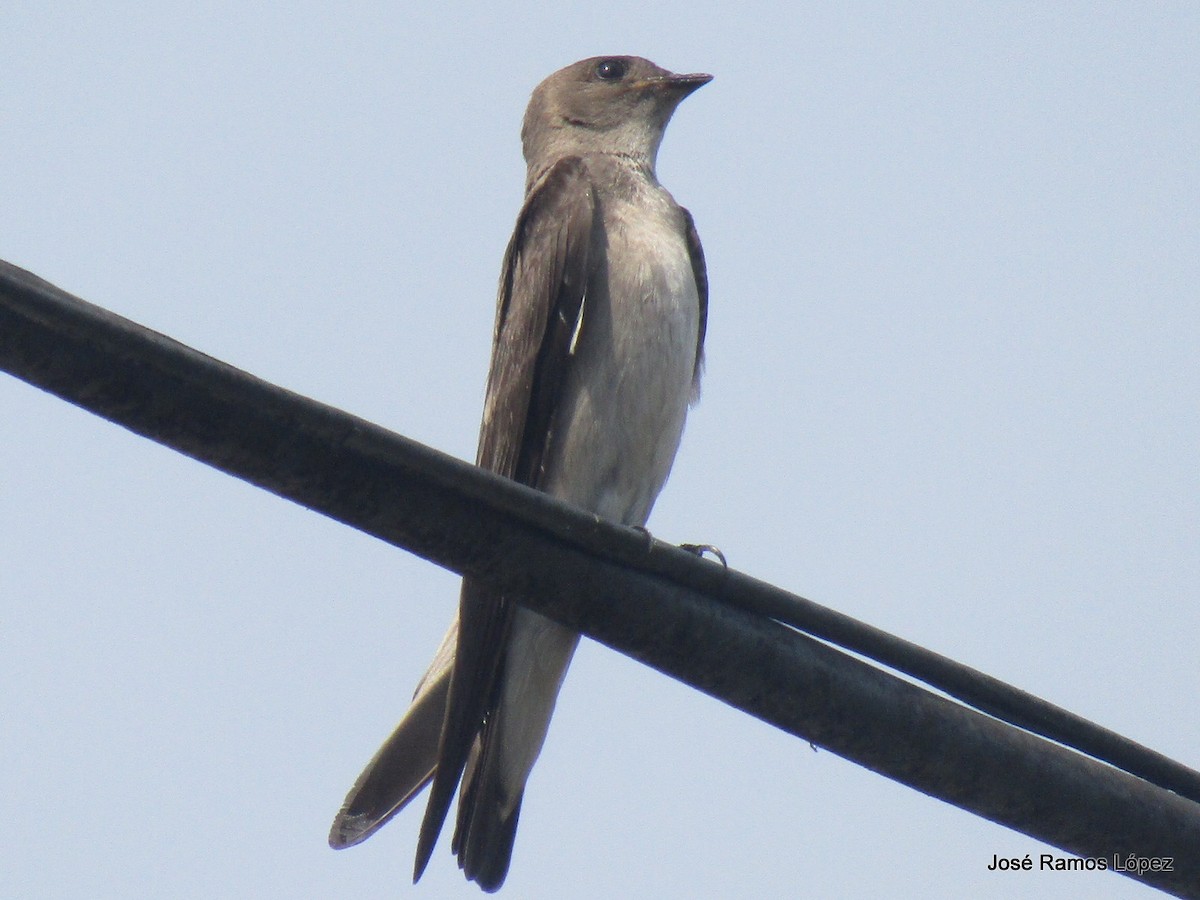 Northern Rough-winged Swallow - ML152767991