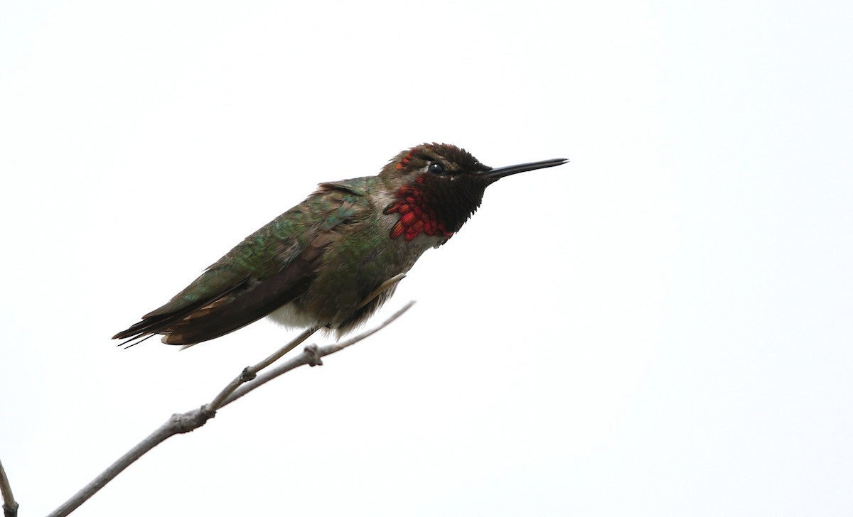 Anna's Hummingbird - ML152771061