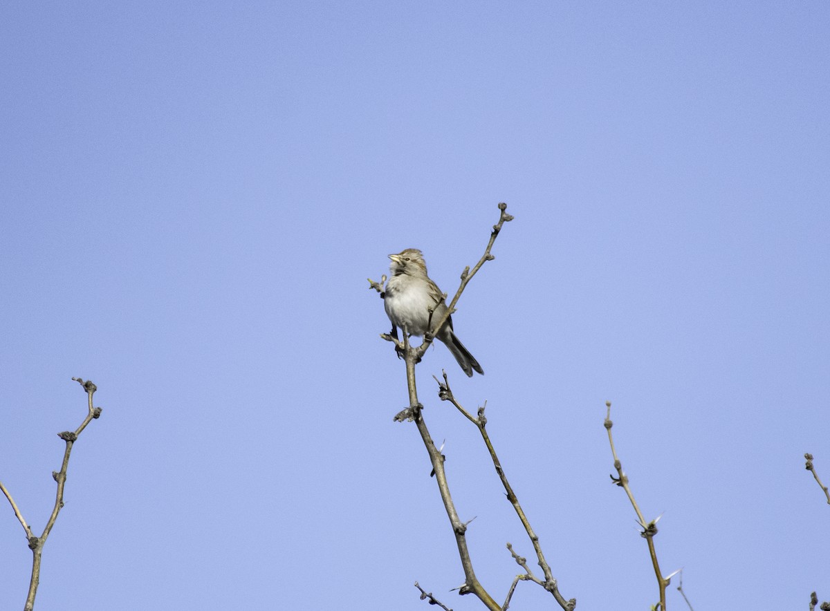 Rufous-winged Sparrow - Jason Platt
